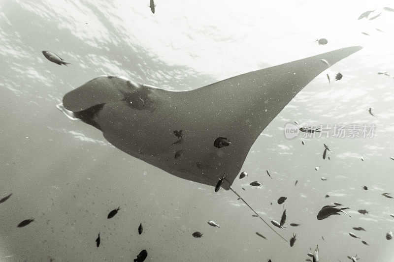 海洋蝠鲼(Manta birostris)游过清洁站珊瑚礁。在世界自然保护联盟的红色名单中，这些优雅的动物正在成为野外罕见的景象。